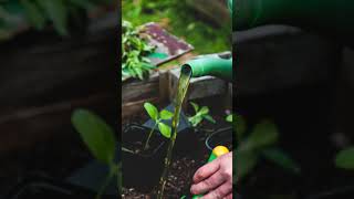 Tea Powder A Powerful Fertilizer for Plants  Part 3 [upl. by Reisinger]