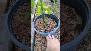 cubanelle hot peppers my first time growing them they look amazing 🤩 [upl. by Accebber]