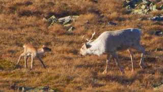 RARE FOOTAGE OF WILD REINDEER GIVING BIRTH [upl. by Anayk]