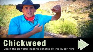 Chickweed Health Benefits [upl. by Joris744]