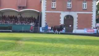 Römerwagen Abschluss  Hengstparade 03102015 Landgestüt Celle [upl. by Wulf]