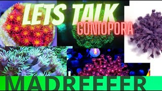 Beginners GUIDE to stunning Goniopora 4k [upl. by Dorena148]