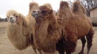 Bactrian camel [upl. by Eimaj]