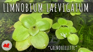 Limnobium laevigatum 🌿  Plante flottante [upl. by Smukler]