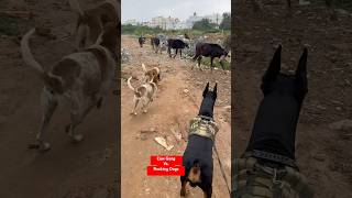 Cow Gang Vs Dogs warriors😝 cow doberman viralvideo shorts [upl. by Annis896]