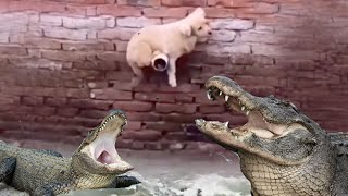 DOG ESCAPES ALLIGATORS Real or fake [upl. by Aneleasor708]