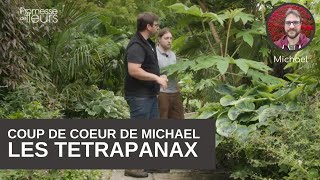 Les coups de cœur de Michael le  tetrapanax pour un jardin exotique [upl. by Lesig]