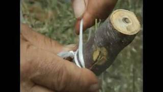 HOW TO GRAFT FRUIT TREES on Krete pear almond lemon citrus trees [upl. by Friedrick]