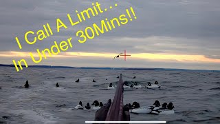 Under 30min Diver Limit  First Layout Hunt of 2023 duckhunting waterfowlhunting diverducks [upl. by Erickson340]