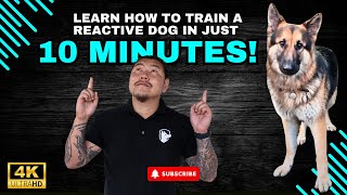 Learn How to Train a Reactive Dog in Just 10 Minutes [upl. by Nylhtac]