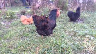 Double laced Barnevelder hens [upl. by Wulf815]