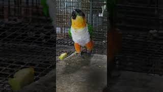 Caique Parrot [upl. by Ronalda]