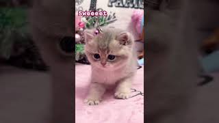 Cute cats 😻🤩cat pets cute pets catlover kitten [upl. by Shalom879]