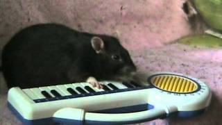 Schnozzle the rat plays the piano [upl. by Ardnaxila]