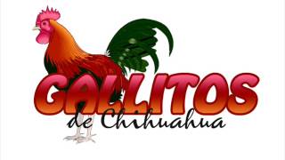 Los Gallitos de Chihuahua  Con Ganas de Amar [upl. by Dougald]