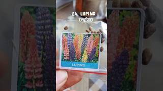 Lupinsviralvideogardenseedsflowersplantsflowerseedsupdatemeesholupinlupineminivlogfunyt [upl. by Annayehc]