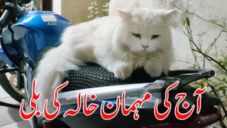 Fluffy Persian Cat  White Persian Cat [upl. by Azil]