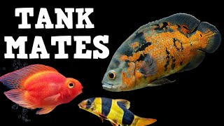 TOP 10 Tank Mates For Oscar Fish [upl. by Marek704]