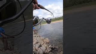 laksefiske newfishingvideo foryou viralshort fishing salmonfishing foxnfishing [upl. by Venu]