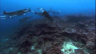 Ocean Odyssey 2010 720p part 5 HD [upl. by Barvick745]