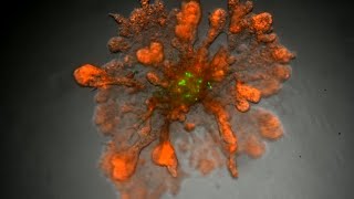 3D Cell Models  Stem Cells [upl. by Naeruat]