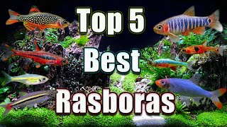 The Top 5 Best Rasboras in The WORLD [upl. by Oram]