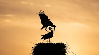 Störche I Balzen  Nestbau  Paarung  Küken  Storks I Courtship  nest building  mating  chicks [upl. by Elttil]