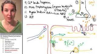 Skeletal Muscle 7 Contraction [upl. by Ottie]