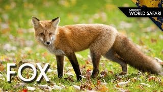 How Foxes Are Incredible Architects [upl. by Chemush]