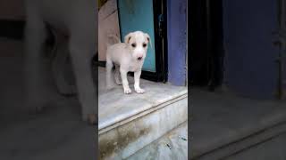 Ramanathapuram mandai dog [upl. by Slin288]