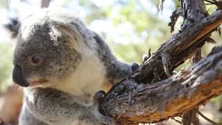 Australian Patriotic Song Waltzing Matilda [upl. by Silvain]