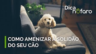 Dica Nofaro  Como amenizar a solidão do seu cão [upl. by Assyral]