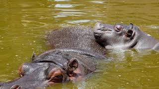 Can Hippos Swim in the Ocean  Can baby hippos swim  Can hippos swim faster than humans [upl. by Mignonne876]