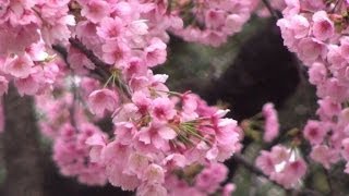 Los cerezos florecen en Tokio [upl. by Blatt]