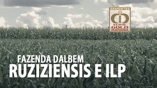 Ruziziensis na ILP Fazenda Dalbem [upl. by Enaillil99]