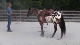 Appaloosa for Sale [upl. by Settle]