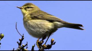 Willow Warbler Bird call Bird song [upl. by Ahsenyl]