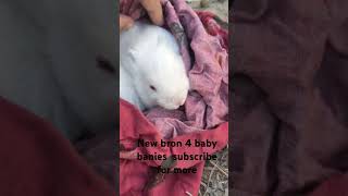 Angora rabbits give 4 baby banies so cute youtubeshort [upl. by Meil]