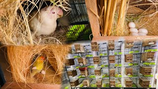 Love birds Breeding Progress Lovebirds Breed Season 202425 [upl. by Korwin]