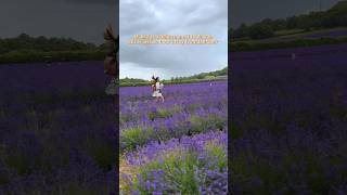 This is your sign to visit a Lavender Farm this summer in England 💜🪻 [upl. by Tereve]