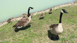 Canadian Geese Parents Hissing to Protect Their Young [upl. by Aicile]