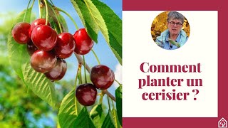 Comment planter un cerisier  🍒 [upl. by Mahon497]