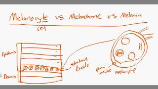 melanocyte vs melanosome vs melanin [upl. by Tera]