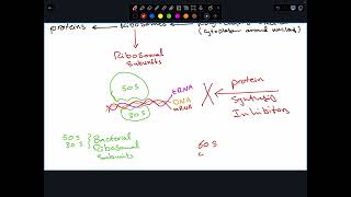 Protein synthesis inhibitors Part I [upl. by Ellegna792]