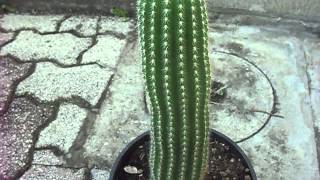 trichocereus grandiflorus [upl. by Odoric]