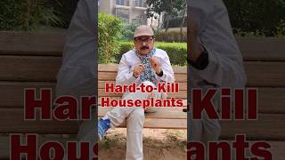 TOP 6 Hard To Kill Plants  Easy to Grow House Plants for Beginners gardeningforbeginners [upl. by Carolus]