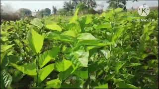 रेशीमशेती बॅच दूसरी50 अंडीपूंज malberi cocun reshim farming [upl. by Oralie]