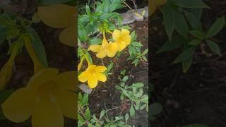 Alamanda ful flowering tranding gardenflowers shortvideos viralshort [upl. by Htaek]