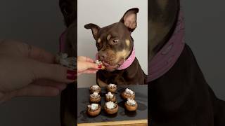 Champions farcis cooking food puppy doglove pets dogmom eat recipe dogfood animals [upl. by Lienaj834]