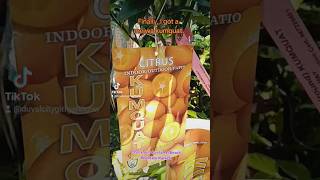 Meiwa Kumquat I finally got itgarden homesteadgarden gardening gardentrees homesteading [upl. by Hyde]